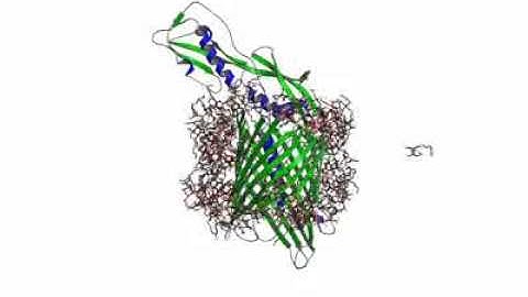 Probing the Conformation of FhaC with Small Angle Neutron Scattering and Molecular Modeling