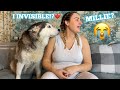 My Pregnant Partner Pretending My Huskies Are Invisible Challenge!! [WITH FUNNY CAPTIONS!!]