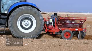 Plantación de nogales
