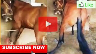 Horse Seizure | Horse having a seizure | Animal seizures | horses seizures | Ketosis | Horse Videos