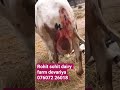 for sell rohit sohit dairy farm 076072 26018. #shortvideo #cow #dairyfarm #comedy #dairyfarm