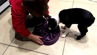 New innovative  slow feed bowl for puppies and cats by Simply Pets Online 519 views 8 years ago 20 seconds