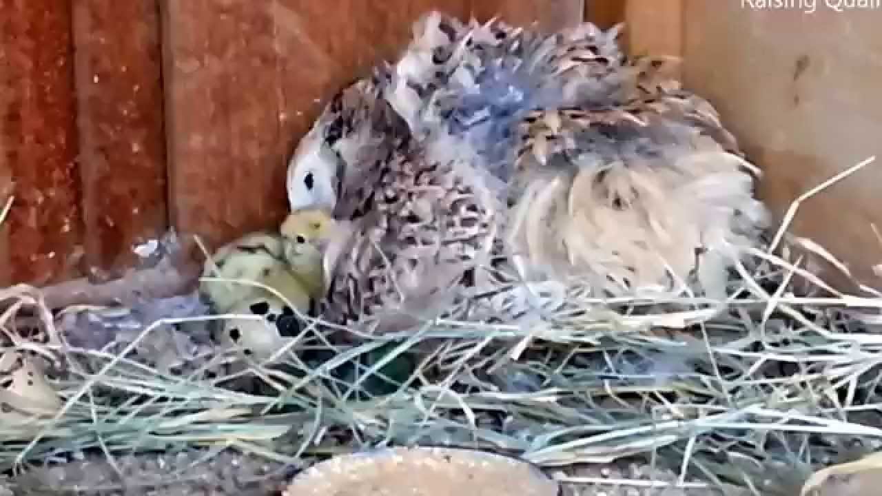 Broody Japanese Quail And Her Chicks First Days YouTube