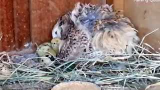 Broody Japanese Quail And Her Chicks First Days