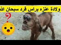 من عجائب الدنيا ولادة مخلوق غريب جسم ماعز وبراس قرد Monkey Head Goat 