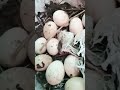 telur ayam kampung#peternakorganik#petaniorganik#telurayamkampung#naturalgarden#