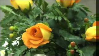 Garden Explosion Profile