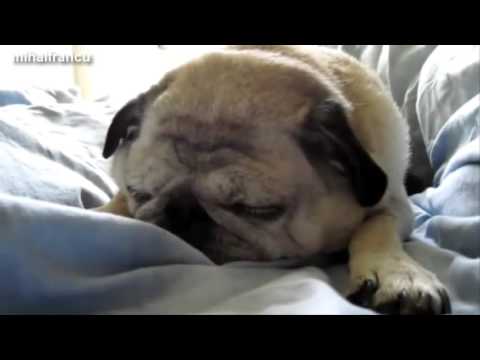 面白いパグコンパイル面白いパグ犬の動画 Youtube