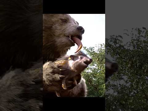 The Jungle Book (2016) | Baloo's Sweet Deal: Honey for a Debt Repaid 🐻🍯 🐝