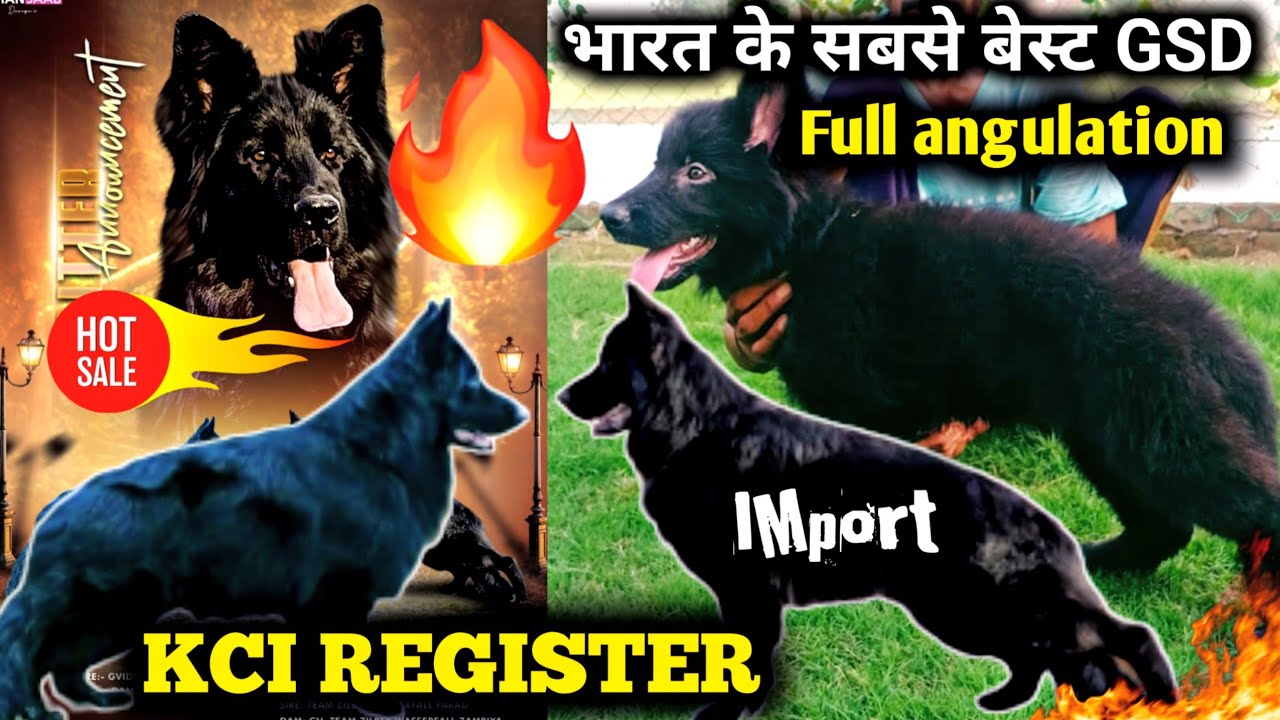 King size Black long coat kci registered gsd puppies for sale Import