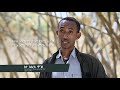 Ethiopia and Bamboo: Africa's Natural Resource and Industry of the Future?
