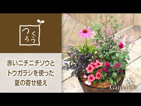 夏の寄せ植え3分レシピ 赤いニチニチソウとトウガラシを使った寄せ植え Youtube