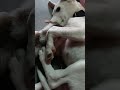 Dai Dai தம்பி...🤣🤣#youtube shorts #tamil #comedy #funnyvideo #dog #cat