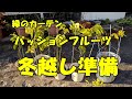パッションフルーツの冬越し準備&挿し木