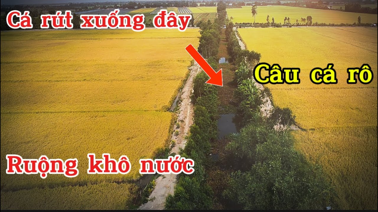 Câu cá rô đồng mùa gặt,đừng vô kênh 12 nữa.