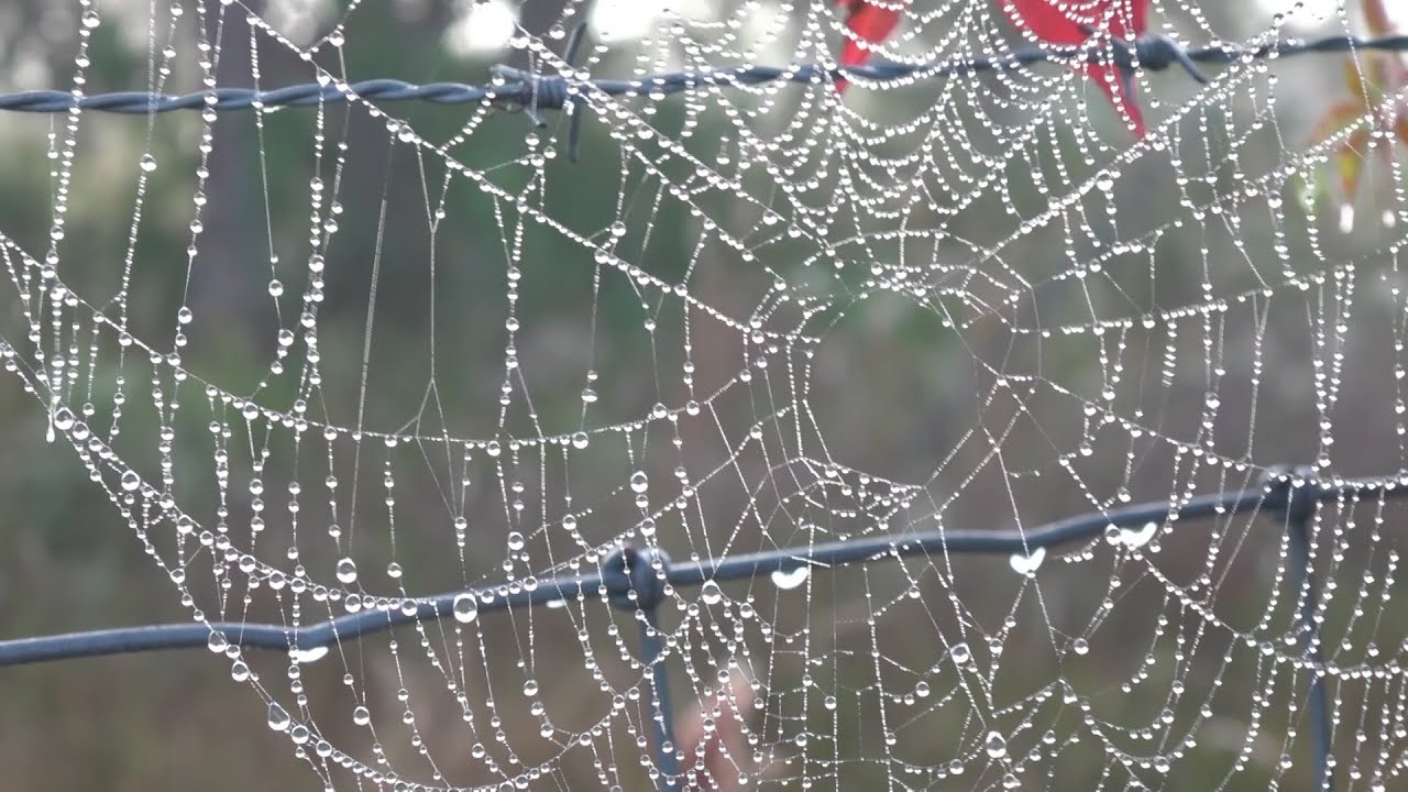Dense morning fog in Sarasota, FL - 12/7/2017