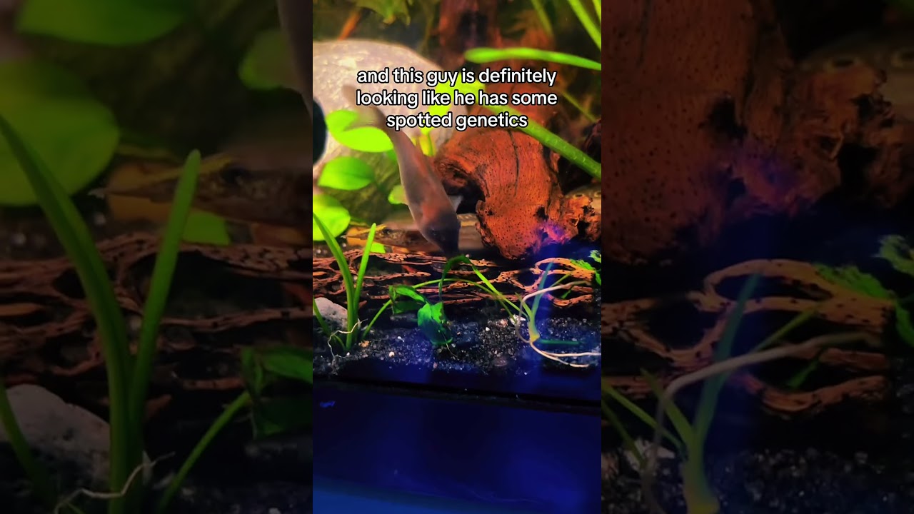 Meet the peacock eel! 