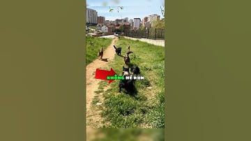 Chú chó đen dũng cảm bảo vệ chủ nhân mình 🐕‍🦺