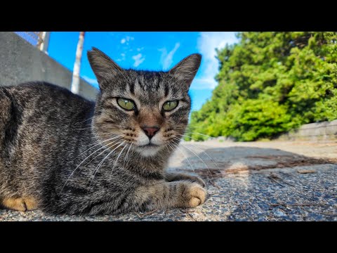 Harbor Cat Headbutts the Camera on the Breakwater! - YouTube