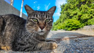 Harbor Cat Headbutts the Camera on the Breakwater! - YouTube