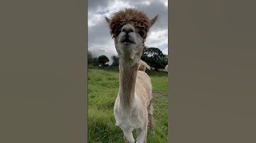 Alpaca Nose Boop! 🐽 #alpaca #alpacalovers #boopthesnoot