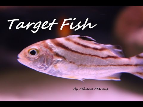 Beautiful Target Fish (Terapon jarbua 