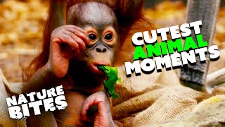 Most ADORABLE Animal Moments | The Secret Life of the Zoo | Nature Bites by Nature Bites 2,906 views 1 month ago 11 minutes, 58 seconds