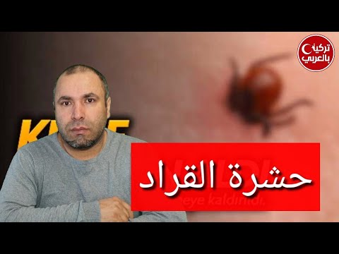 فيديو: ما الحشرات يجب أن تخشى في تركيا