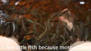 Fish Spa, Batu Ferringhi, Penang, Malaysia @BarbaraWeibel