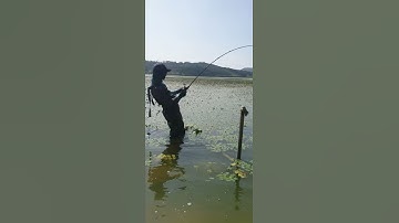 Một pha xữ lí đi vào lòng nước của Anh |câu cá lóc ở hàn quốc|