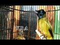 Masteran Suara Kutilang Sutra Bikin Lawannya Auto Nyaut Mp3 - Mp4 Download