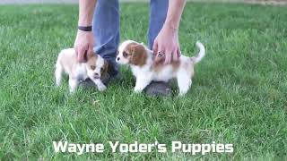 Wayne Yoder's Cavalier Puppies