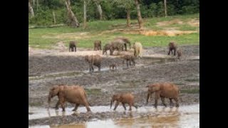 100 Species by Fred Heiman 223 views 1 year ago 20 minutes