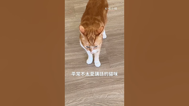 不要再叫了拉～～～～～ #養貓要知道  #貓咪 #cat