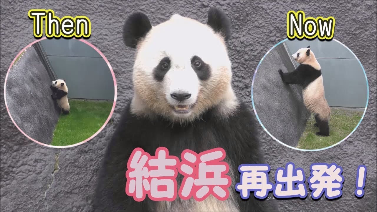 【🎀結浜再出発✨】🐼思い出も蘇る!?✨懐かしい運動場をパトロール✨💖【おねえちゃんパンダ】Giant Panda -Yuihin-☆Place of memories