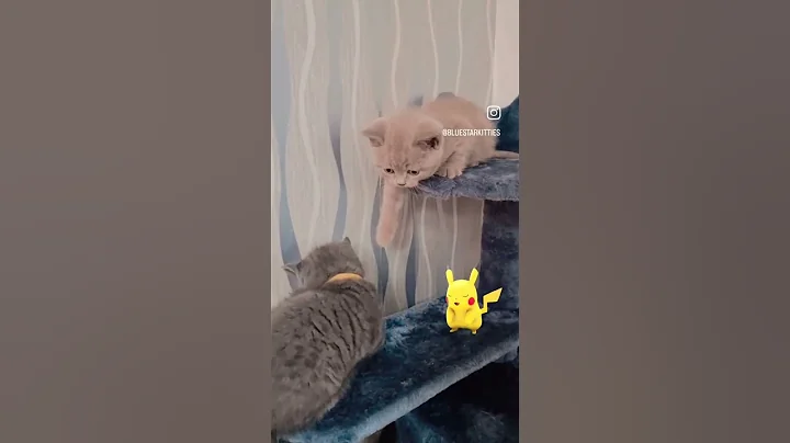 Watch the video about #bsh #bshcat #highfive #cutecat #bshkitten #kitku #kitten #koty #lilac #cat #cats #kittens #catlover