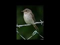 Spotted Flycatcher Sound Spotted Flycatcher Sound
