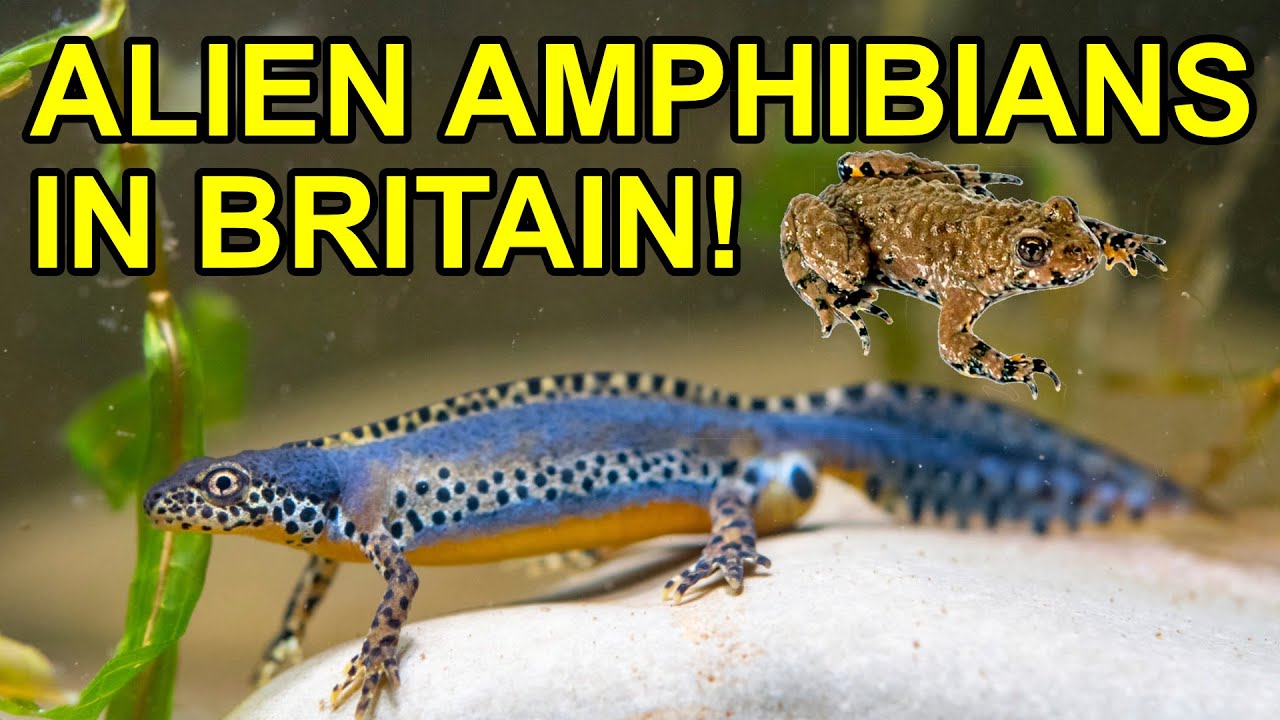 4 Non Native UK Amphibians - YouTube