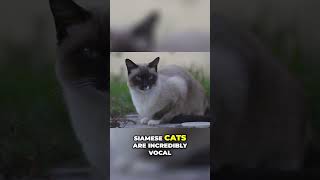 Siamese Cats The Dramatic Felines You’ll Love