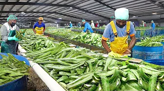 Inside Massive Farm Harvesting & Processing Millions of Fresh Aloe Vera Leaves