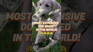 WORLD MOST EXPENSIVE DOG BREED