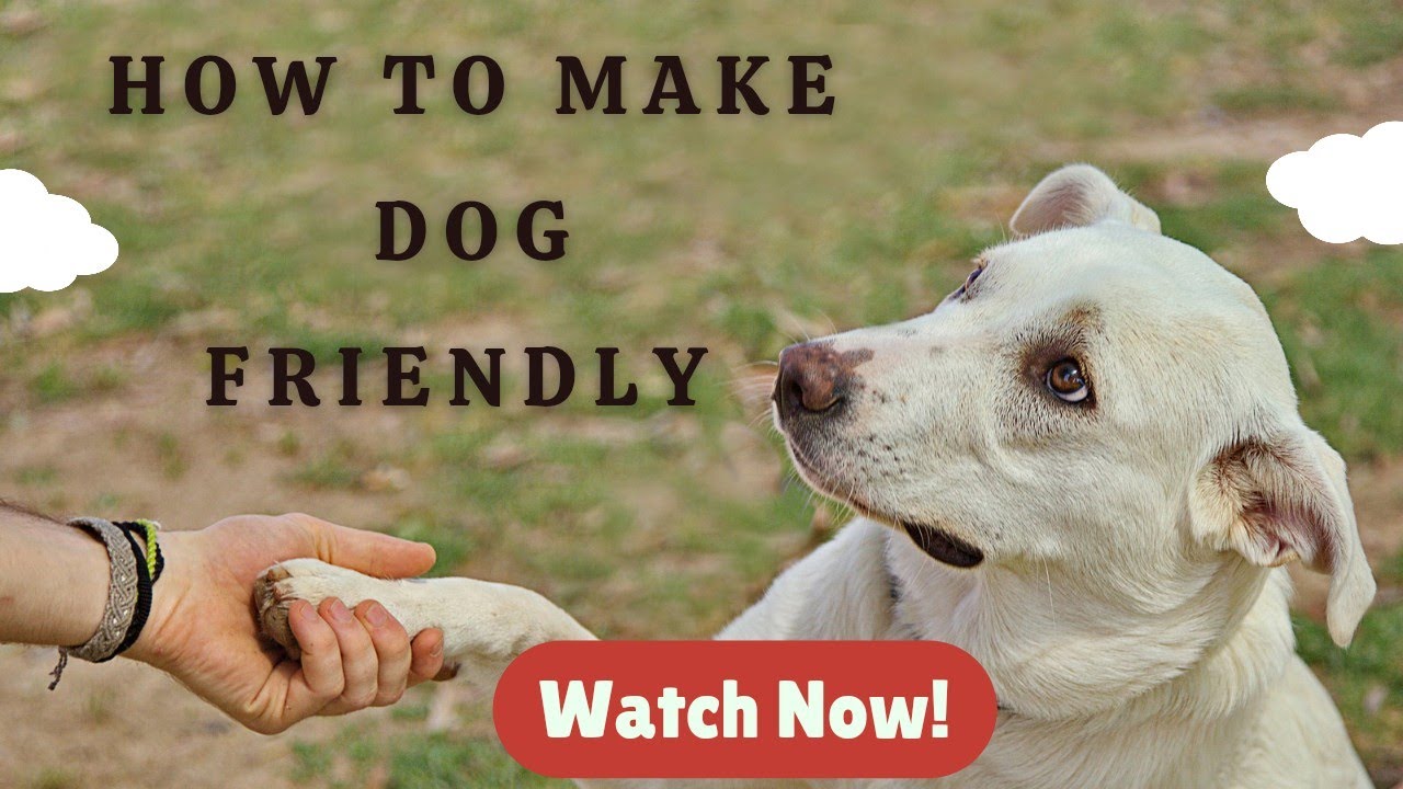 dog care courses how to socialize a dog ? Dog Socializing Training in hindi by Akram Khan