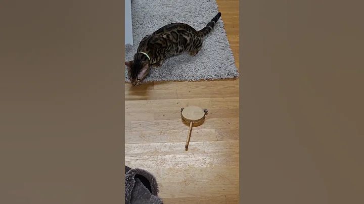 Watch the video about Whenever our Bengal gets a new toy