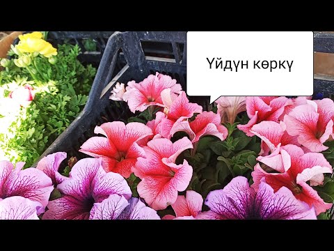 Video: Көчөттөр дарактарбы?