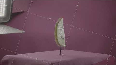 Kiwi rotating with loop on fuchsia screen for chroma key