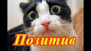 Смешное видео про животных Позитив Создай себе хорошее настроение Смешное видео про животных Позитив Создай себе хорошее настроение