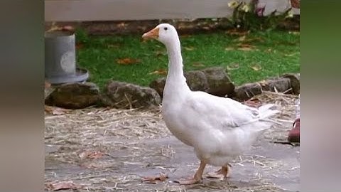 Barney Song : The Gaggle, Giggle, Wiggle Dance (It