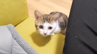 両足に障害のある子猫が足元でじっと見つめてくる理由が分かりました