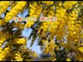 アカシアは咲いた.wmv
