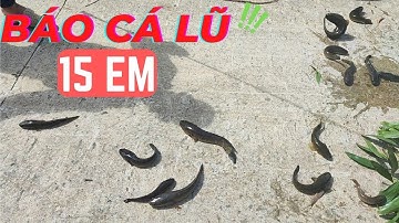 CÂU CÁ LÓC : 3 CẦN THỦ CÂU DÍNH 15 CON CÁ  | #caucaloc #recaloc #5râuđivàcâu #fishing